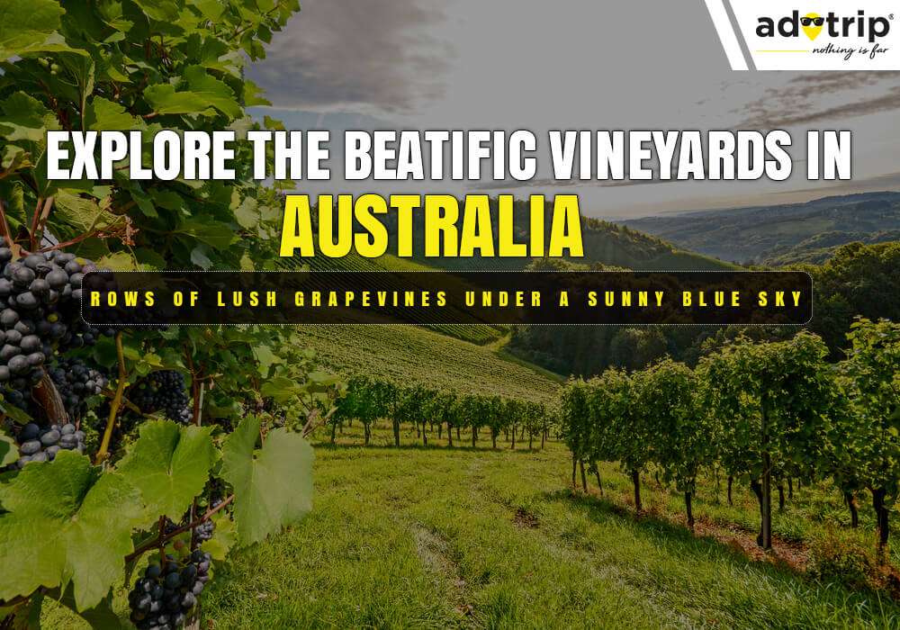 Vineyards In Australia